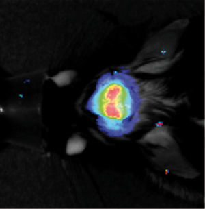 Fluoreszenz im Gehirn einer lebenden Maus: Die Stärke der Fluoreszenz wird durch Farben wiedergegeben, wobei die Intensität von rot zu violett abnimmt. (Bild: Karen von Loo/Labor Albert Becker)