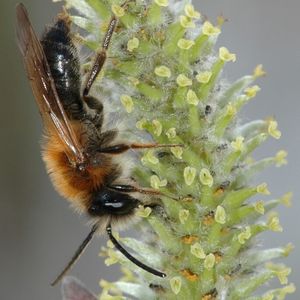 Wildbiene an einem weiblichen Weidenkätzchen