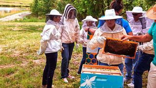 Datenvisualisierung von SAS soll im Rahmen von World Bee Count die Verteilung von Bienen rund um den Globus abbilden. (Bild: SAS)