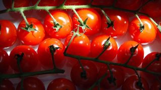 In etwa der Hälfte der untersuchten Tomaten waren mehrere Pflanzenschutzmittel-Rückstände nachzuweisen.  (Bild: LaborPraxis)