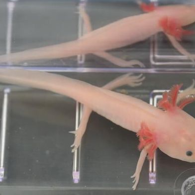 A Mexican axolotl in Wake Forest University biologist Josh Currie's regeneration lab.  (Source: Wake Forest University/ Lyndsie Schlink)
