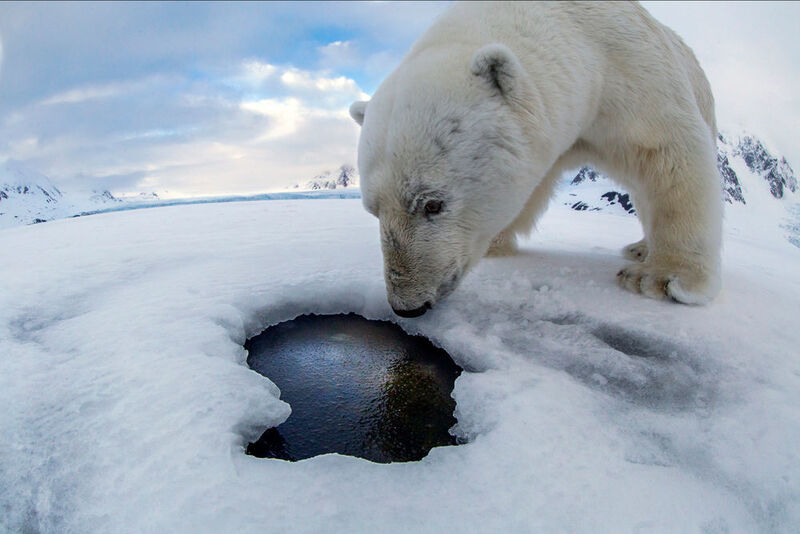 1. Polarbär-Selfie: Vor einem Jahr war der weltberühmte norwegische Naturfotograf Audun Rikardsen im Inselarchipel rund um Spitzbergen (zwischen Norwegen und dem Nordpol gelegen) unterwegs, um Seebären zu fotografieren. Er hatte eine Selbstauslöser-Kamera an einem Seehund-Atemloch auf dem Eis aufgestellt und sich dann zurückgezogen, um auf das perfekte Bild zu warten. Während er wartete, näherte sich ein Polarbär, der neugierig die Kameraausrüstung begutachtete. Der Bär schnüffelte um die Kamera herum und löste eine Reihe von Bildern aus, bevor er die Kamera ins eiskalte Wasser rollte, wo sie 140 Meter in die Tiefe sank. Ein Jahr später kehrte Audun an die gleiche GPS-Position zurück und es gelang ihm und dem Team, die Kamera mit einer Unterwasserdrohne wiederzufinden. Die Speicherkarte war auf wundersame Weise noch intakt, so dass mit Hilfe der Ontrack-Experten die besten Bilder wiederhergestellt werden konnten. (Photo by Audun Rikardsen. All rights reserved)