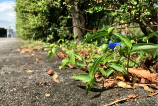 Kobe University ecologist Ushimaru Atushi has been studying the Asiatic dayflower, scientifically known as Commelina communis, for over 20 years and realized it grows vigorously in urban environments, making it an ideal subject for investigating the effects this environment has on plants. (Source:  © Nakata Taichi et al., Journal of Ecology 2025 (DOI 10.1111/1365-2745.70193) (CC BY-NC-SA))