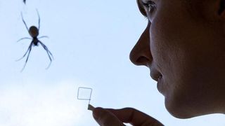 Hanna Wendt, die den kleinen Rahmen hält, auf den sie Seide der Goldenen Radnetzspinne, die im Hintergrund zu sehen ist, aufgespult hat.  (Bild: MHH/Kaiser)