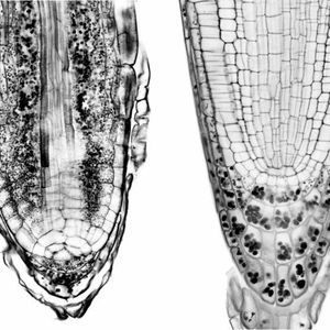 (IST Austria – Yuzhou Zhang/Friml Gruppe)