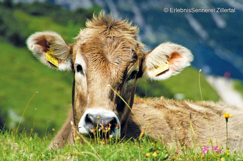 Platz 3:  	Siemens-Technik hilft Milch nachhaltig herzustellen – Eine Sennerei stellt in Österreich aus heimischer Heumilch Molkereiprodukte her. Jetzt hat das Unternehmen auf Automatisierungstechnik von Siemens umgestellt – und folgt damit dem Trend der Nachhaltigkeit. (ErlebnisSennerei Zillertal)