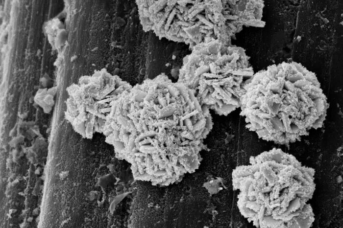 The spherical structures resemble desert roses and consist of tiny gold platelets “dusted” with platinum particles.(Source:  Debasis Maity, Biotechnology and Bioengineering Group / ETH Zurich)