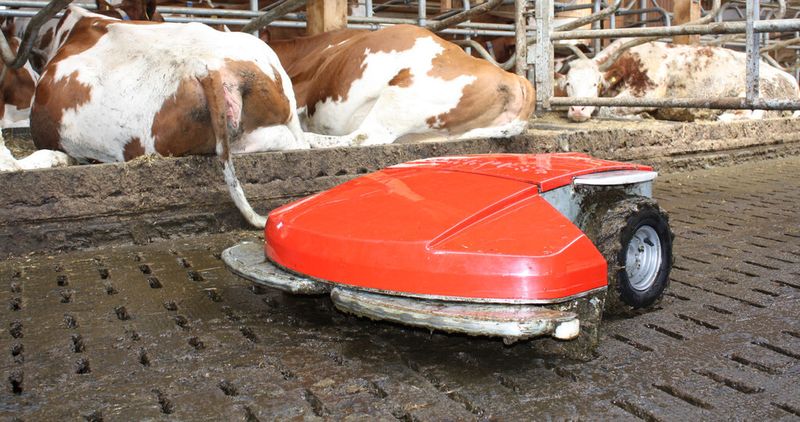 Der Entmistungsroboter soll Landwirten und Zuchtbetrieben helfen, Betriebskosten zu sparen. (Bild: Schauer Agrotronic)