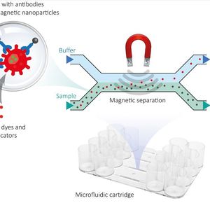 Fig. 1: The bacterial target cells are purified and separated from the sample matrix in a microfluidic disposable cartridge by means of a magnetic field.