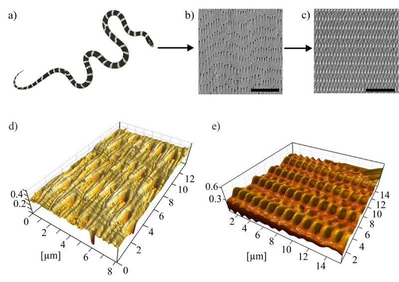 Von der Schlangenhaut zur Schlangen-inspirierten mikrostrukturierten Polymeroberfläche (SIMPS): a) Lampropeltis getula californiae, die Kalifornische Kettennatter; b) Rasterelektronenmikroskopische Aufnahme einer Bauchschuppe von L. g. californiae; c) Rasterelektronenmikroskopische Aufnahme der von Schlangen inspirierten mikrostrukturierten Polymeroberfläche – SIMPS. Maßstabsbalken: 10 ?m. 3-dimensionale Aufnahmen d) der Schlangenhaut der Kalifornischen Kettennatter und e) SIMPS basierend auf Daten aus dem Rasterkraftmikroskop (Bild: Martina Baum, Beilstein Journal of Nanotechnology)