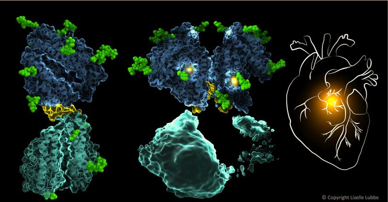 Vernichtende Vereinigung von Proteinen  Das ACE-Protein ist ein vielversprechender Ansatzpunkt zur Behandlung von Bluthochdruck und Herz-Kreislauf-Erkrankungen, da es das Hormon Angiotensin II produziert, das die Blutgefäße verengt und den Blutdruck erhöht. Forscher der amerikanischen University of Cape Town haben nun mithilfe der Kryo-Elektronenmikroskopie (Kryo-EM) die räumliche Struktur des Biomoleküls näher untersucht. Kryo-EM-Strukturen des sanduhrförmigen ACE-Monomers (ein einzelnes Protein, l.) und Dimers (zwei interagierende Proteine, Mitte). Eine flexible Schleife (gezeigt in Gelb in der Proteinmitte) dient als Knotenpunkt für die Kommunikation zwischen verschiedenen Bereichen des Proteins. Die Dimerisierung ist laut den Forschern wie ein „Todeskuss“ für das Molekül, da sie Konformationsänderungen im Proteinkern auslöst, die ihn wahrscheinlich inaktivieren. Diese neuen Erkenntnisse über die Struktur von ACE weisen den Weg zu besseren Medikamenten gegen Herzkrankheiten.   Hier gehts zur Originalmeldung Wissenschaftsbild des Tages vom 19.7.2022 (Lizelle Lubbe)