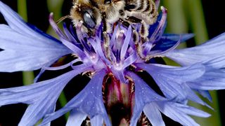 Die Mohnbiene (Hoplitis papaveris) beim Blütenbesuch auf einer Kornblume. (Rainer Prosi, Crailsheim)