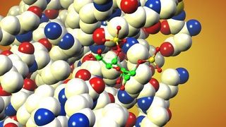 Ein kleines Molekül verhindert einen Fehlalarm im Immunsystem: Die disulfatierte Iduronsäure, dargestellt durch die kleinen durch Stäbchen verbundenen Kugeln (grün: Kohlenstoff; rot: Sauerstoff; gelb: Schwefel; Wasserstoff ist nicht dargestellt), schließt sich mit dem Chemokin CCL20, einem Signalprotein, zusammen, das dann nicht mehr an dem entsprechenden Rezeptor der T-Leukozyten binden kann. Die Entzündungsreaktion der weißen Blutkörperchen wird so gehemmt. (Bild: C. Rademacher)
