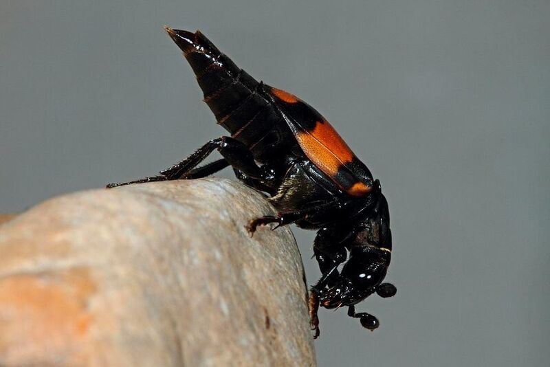 Ein Totengräber-Käfer bei der Pheromon-Abgabe, dem so genannten Sterzeln (Dr. Heiko Bellmann)