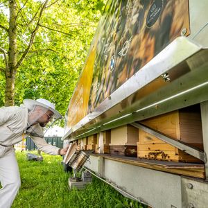 Bis zu einer Million Bienen will BMW am Standort Dingolfing ansiedeln.(Bild:  Armin Weigel/BMW)