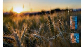 Stężenie CO₂ w atmosferze rośnie. Ma to wpływ nie tylko na wzrost i plony pszenicy, ale może również wpłynąć na skład ziarna. Jak dokładnie – pokazuje to badanie terenowe przeprowadzone przy udziale Centrum Badawczego w Jülich. (Zdjęcie:Lukas Tennie)