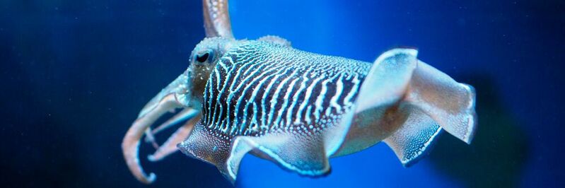 Forschenden des Max-Planck-Instituts ist es gelungen, ein selbstheilendes Material zu entwickeln. Die Inspiration dafür kommt von der Haut der Tintenfische.