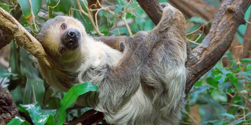 Zweifingerfaultier - Choloepus didactylus(Bild:  © Zoo Berlin)