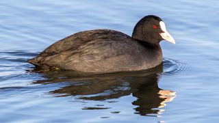 Die Natur passt sich an die kuriosesten Verhältnisse an! Ein weiteres Beispiel dafür ist, dass Blässhühner in Amsterdam Kunststoffabfälle – vor allem aus dem Verpackungsbereich – nutzen, um ihre Nester zu bauen. Das hat für die schwarzen Wasservögel sogar einige Vorteile ... (Bild: NABU)
