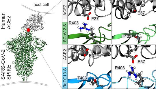Computermodellierung der Proteinstruktur von SARS-CoV-2 (großes Bild links). Die vier kleineren Abbildungen zeigen Interaktionen zwischen unmodifziertem (oben links) und modifiziertem (oben rechts) SARS-CoV-2 Spike-Protein (oben) sowie zwischen unmodifiziertem (unten links) und modifiziertem RaTG13-Spike-Protein (unten rechts).(Bild:  Dr. Christoph Jung / Universität Ulm)
