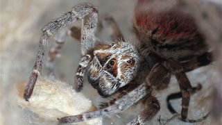 Ein brutpflegendes Weibchen bei der Versorgung des Eikokons. (Anja Junghanns)