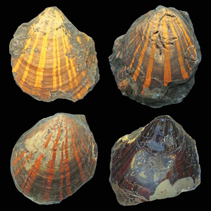 Verschiedene Fluoreszenzfarben bei der fossilen Kammmuschel Pleuronectites.
