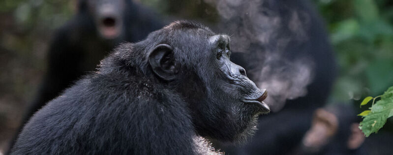 „Schimpansen produzieren ‘Huu’-Rufe, wenn sie überrascht werden, und ein ‘Waa’-Gebrüll, wenn sie bei Aggressionen oder bei der Jagd Unterstützung brauchen“, sagt der Erstautor einer aktuellen Studie Maël Leroux, Postdoktorand am Institut für Vergleichende Sprachwissenschaft der Universität Zürich.
