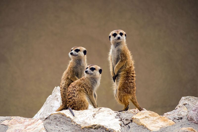 Der Erdmännchen-(bis 0,8 kg) Effekt Erdmännchen sind proaktive Anleger, die ihre Finanzportfolios ständig auf Anzeichen für positive oder negative Nachrichten überprüfen. Im Gegensatz zum Vogel-Strauß-Effekt stecken Investoren bei schlechten Vorzeichen nicht den Kopf in den Sand, sondern verhalten sich wie hyper-wachsame Erdmännchen, die immer auf der Hut sind – vor allem dann, wenn sich ungünstige Marktentwicklungen abzeichnen oder Märkte zusammenzubrechen drohen. (Bild: © tryptophanimal - stock.adobe.com)