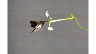 Ein Tabakschwärmer (Manduca sexta) trinkt Nektar aus einer Blüte der Tabakart Nicotiana alata.  (Bild: Anna Schroll; www.annaschroll.de)
