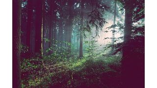 Climate change is having a huge impact on the world we live in and the calls to tackle it are growing louder every day.  (Sebastian Unrau (Unsplash))