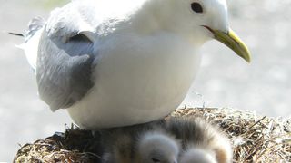 Je weiter entfernt verwandt die Eltern, desto fitter ihre Nachkommen. (Bild: Joel White)