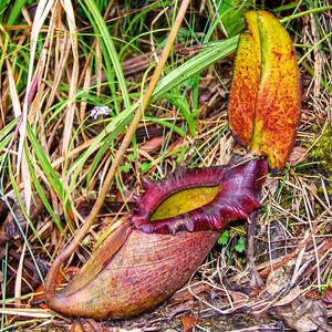 Kannenpflanzen der Gattung Nepenthes auf der Insel Borneo(Bild:  Antony van der Ent.)