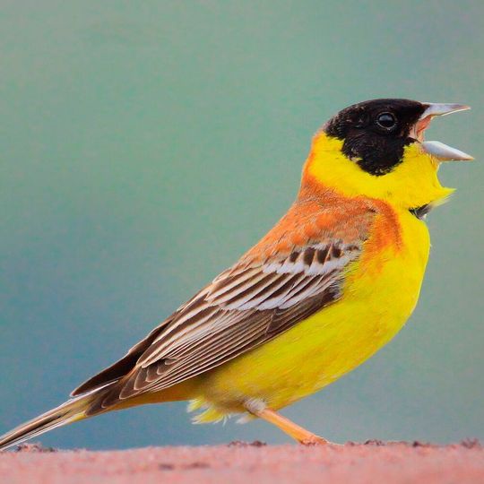 Everyday encounters with birdlife were associated with time-lasting improvements in mental wellbeing. Everyday encounters with birdlife were associated with time-lasting improvements in mental wellbeing.