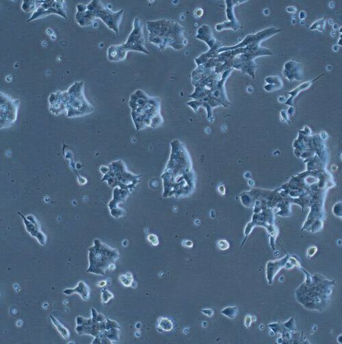 Insulin-producing cells of the mouse in cell culture. 