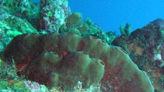 Der Meeresschwamm Theonella swinhoei, der bei Japan vorkommt, erinnert an einen glatten Stein mit Öffnungen an der Oberseite. (Bild: Junichi Tanaka, University of the Ryukyus, Japan) Abbildung abgeändert aus: Hentschel et al (2)