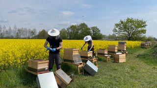 In deutschlandweiten Feldversuchen untersuchten Forschende des JKI im Nutribee-Projekt den gesamten Transferweg von Pflanzenschutzmittelrückständen von der Feldanwendung ins Honigbienenvolk. (Bild: Karoline Wüppenhorst / Julius Kühn-Institut (JKI))