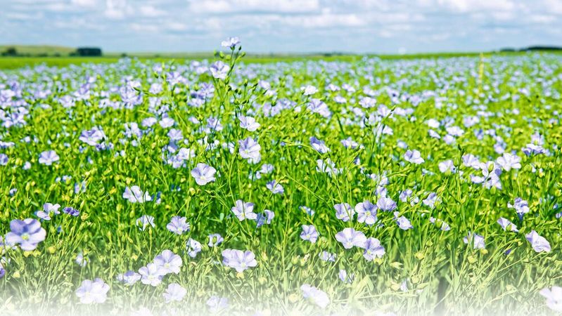 Als nachhaltige Alternative zu Fasern aus Glas oder Carbon in Composites bieten sich oftmals natürliche Rohstoffe wie etwa Flachs an.(Bild:  Elenathewise - stock.adobe.com)