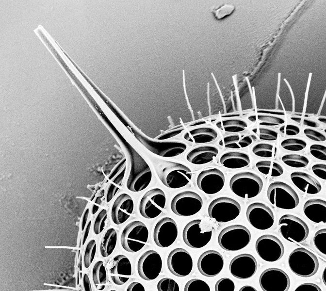 Radiolarien sind einzellige Organismen mit einem glasartigen Leichtbau-Skelett. Der Übergang zwischen Grundskelett und langen Stacheln dient als Vorbild für die Sattelklemme des AWI-Binoic-Bike. (Bild: Alfred-Wegener-Institut, AG Bionik/ Leichtbau)