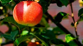 Laut Destatis werden 2026 rund 934.000 Tonnen Äpfel geerntet. Damit fällt die Ernte deutlich geringer aus als im Rekordjahr zuvor. (Bild: frei lizenziert)
