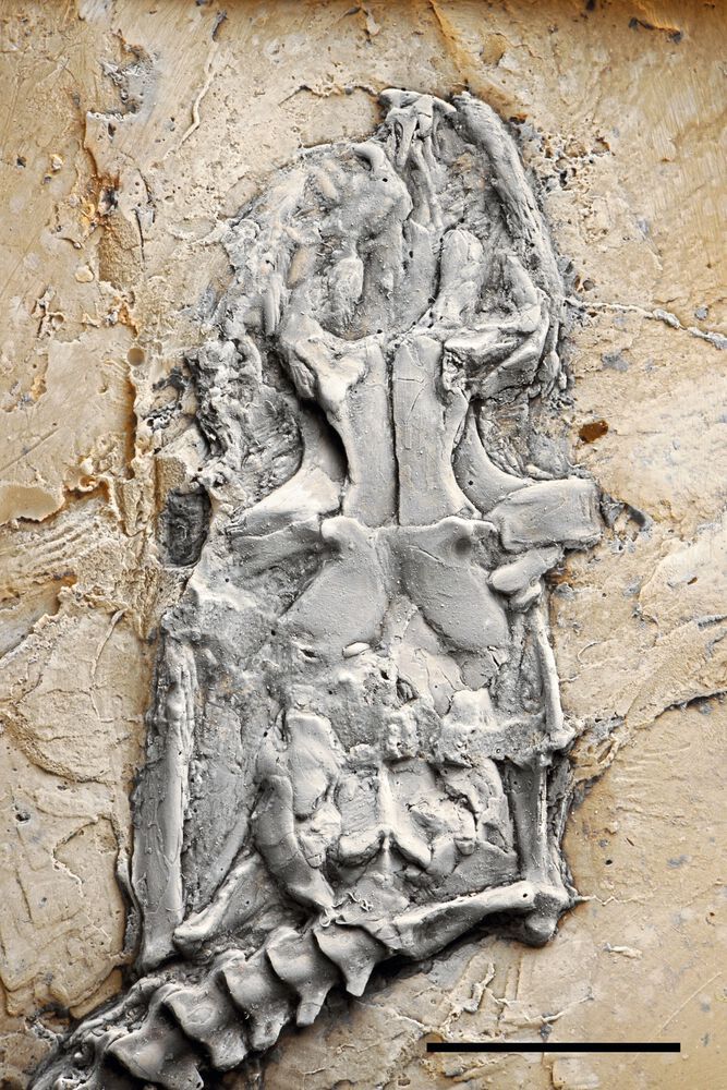 Der Kopf und der Körper des Messel-Pythons sind nahezu vollständig erhalten.