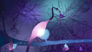 Die Synapsengröße bestimmt direkt die Stärke ihrer Signalübertragung – dargestellt als drei Nervenzellverbindungen unterschiedlicher Größe und Helligkeit. (Kristian Herrera und Studienautoren (DOI: 10.1038/s41586-020-03134-2))