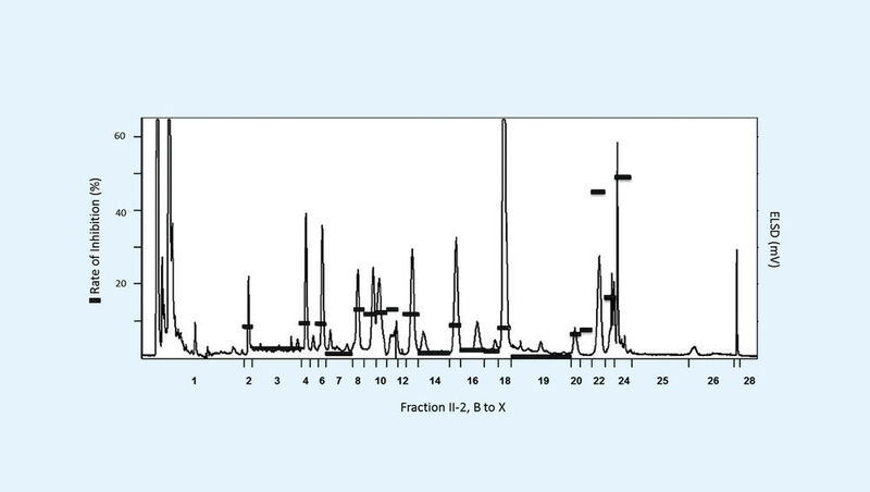 Abb. 3: Hemmung der von alpha-Methylglucose (1 mM) induzierten hSGLT1-Transportströme in Gegenwart von Proben aus gefriergetrockneten HPLC-Fraktionen, die entsprechend der ursprünglichen Konzentrationsverhältnisse dieser Fraktionen getestet wurden (hergestellt aus Fraktion II-2 von Gymnema sylvestre). (Bild: TUM)