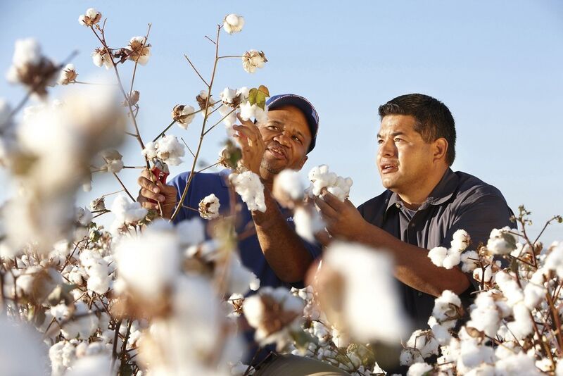 Nkonko Mutamba and Tony Salcido (from left) collect agronomic performance data in an Arizona cotton production field. (Picture: Bayer CropSCience)