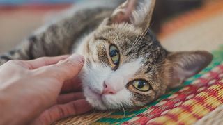 Bacteria can be passed between pets and humans by petting, touching or kissing and through the handling of faeces.  (Source: free licensed)