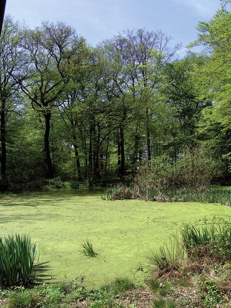 In Luxemburg betreibt Du Pont eines seiner größten Werke in Europa. Es ist rundum von Wald umgeben. Als Mitglied der Wildlife Habitat Council hat Du Pont diesen Grünstreifen durch Feuchtgebiete vergrößert. (Bild: Du Pont)