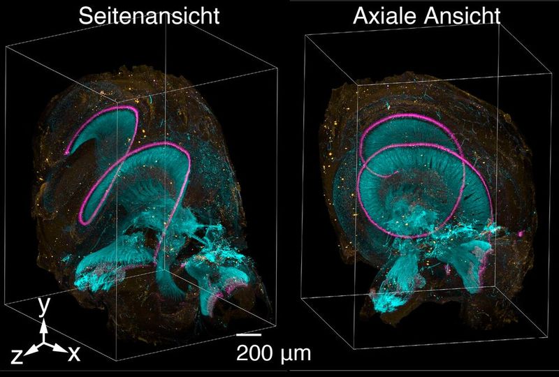 Hörschnecke eines menschlichen Innenohrs sichtbar gemacht mit dem neuartigen Lichtblatt-Fluoreszenzmikroskop (Bild: Adaptiert nach Aakhte, M. et al., Nature Biotechnology, DOI: 10.1038/s41587-025-02882-8; lizensiert nach CC BY 4.0)