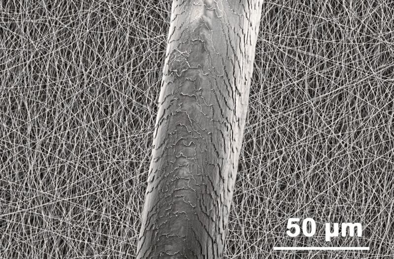 Rasterelektronenmikroskopaufnahme: Im Hintergrund sind elektrogesponnene Fasern abgebildet, im Vordergrund zum Vergleich ein menschliches Haar. Die Abbildung ist maßstabsgerecht aus zwei Aufnahmen zusammengefügt.