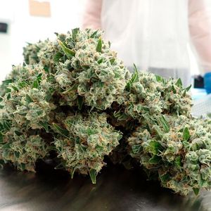 Bislang darf Cannabis in Deutschland ausschließlich zum medizinischen Zweck angebaut werden.(Bild:  DEMECAN)