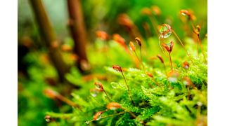 Mosses, long overlooked on the forest floor, are revealed as hidden carbon champions in a landmark study across 413 subtropical forests, reshaping our understanding of global carbon storage. (Source: free licensed)