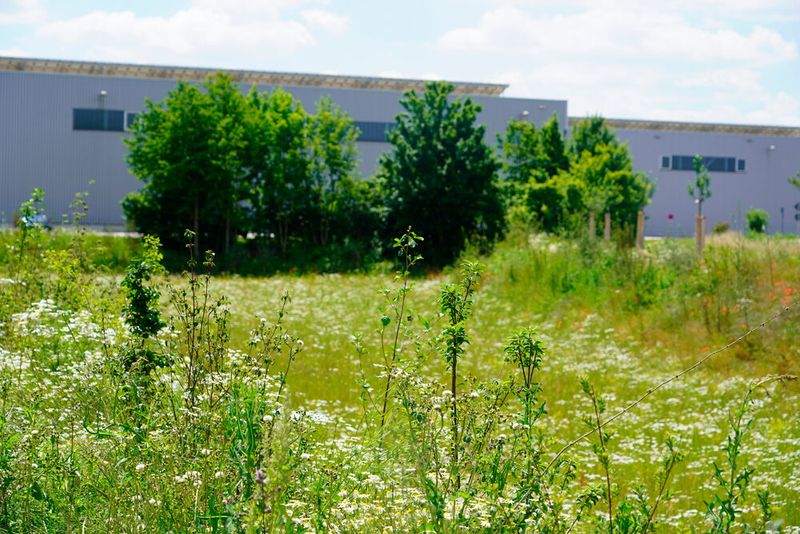 Biotope in drei Werksteilen von BMW in Dingolfing dienen als grüne Ausgleichsflächen und Lebensraum für Insekten und kleine Säugetiere. (Bild: BMW)